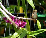 Hummingbird and Den miyakei